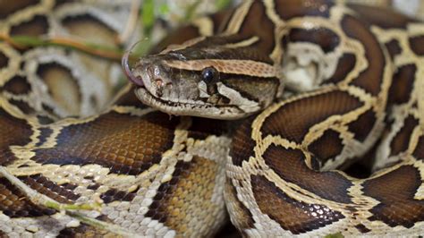 16-foot python pregnant with over 60 eggs removed from Everglades